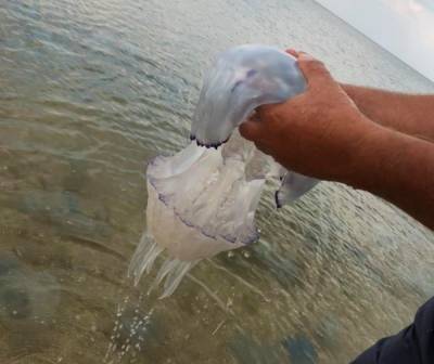 На пляжах Азовского моря придумали, как спастись от медуз: фото