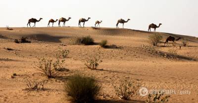 В ОАЭ в 50-градусную жару искусственно вызвали дождь, пустыню затопило - видео