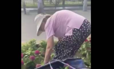 В Астрахани пенсионерка разорила клумбу на глазах у прохожих