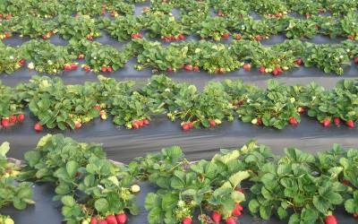 Десятки тонн ягод сгниют на латвийских полях: работать некому