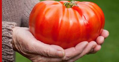 Большие и вкусные: названы самые крупные сорта томатов