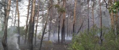 На Луганщине снова горят леса: горел лес в Трехизбенке (фото)