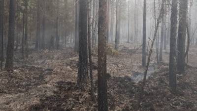 В Волосовском районе из-за сухой грозы вспыхнул лесной пожар