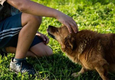 Способности к контакту с человеком у собак являются врождёнными