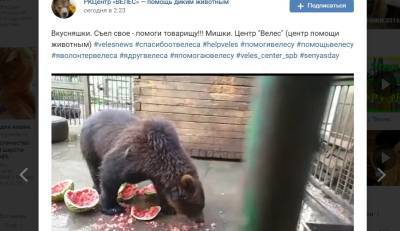Медведи центра «Велес» спасаются от жары арбузами