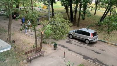 Ветер повалил около 10 деревьев в Москве
