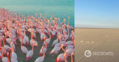 В Турции из-за засухи погибли сотни фламинго, в озере не осталось воды. Фото