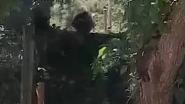Сбежавший из вольера орангутанг вызвал переполох в "Сафари" Рамат-Гана