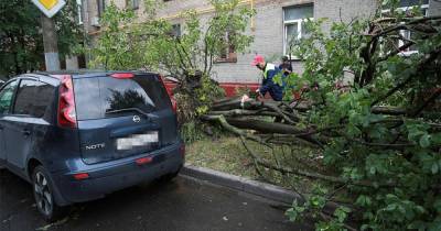 Около 10 деревьев повалил сильный ветер в Москве
