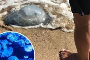 Туристы досрочно прекращают отпуска из-за нашествия медуз в Азовском море