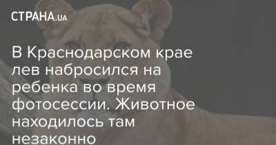 В Краснодарском крае лев набросился на ребенка во время фотосессии. Животное находилось там незаконно