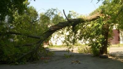 Жители разных районов Пензы сняли гибель деревьев на камеры