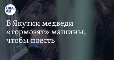 В Якутии медведи «тормозят» машины, чтобы поесть. Видео