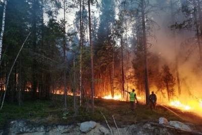 Глава Карелии рассказал, что для ликвидации лесных пожаров потребуется время