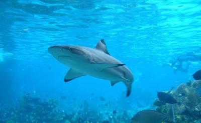 The Sydney Morning Herald (Австралия): ученые настаивают, что столкновения с акулами необходимо называть «укусами», а не «нападениями»