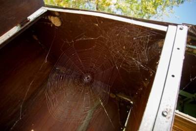 В Волгоградской области от укуса ядовитого паука пострадали 12 человек