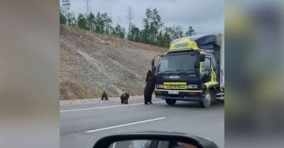 В Якутии голодные медведи останавливают проезжающие автомобили в поисках еды