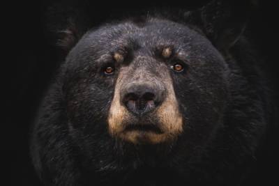 В Кемеровском области медведь дважды напал на дрессировщиков в ходе выступления