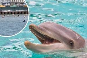 В Одессе дельфины плавали совсем рядом с людьми