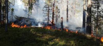 В Карелии ищут добровольцев для тушения лесных пожаров
