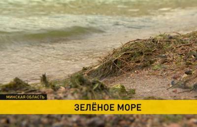 Минское море окрасилось в зеленый цвет – безопасно ли купаться?