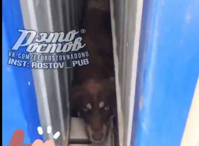 В Ростове спасли забившуюся между бытовками собаку
