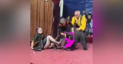 Вцепился в ногу и повалил: В Кузбассе медведь трижды атаковал дрессировщиков во время циркового шоу