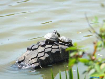 На Сахалине в дикой природе впервые зафиксировали красноухих черепах