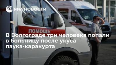 В Волгограде три человека попали в больницу после укуса паука-каракурта