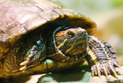 Сотрудники Ленинградского зоопарка рассказали без купюр про красноухих черепах