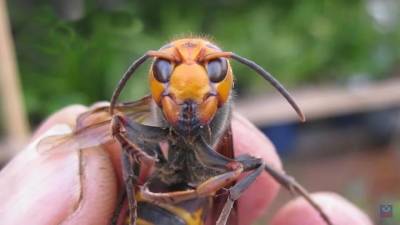 Атака с воздуха и фильм «Чужой»: насекомые, разбушевавшиеся этим летом