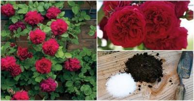 Как правильно использовать английскую соль для получения более ярких и красивых роз