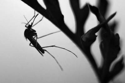 Смерч из комаров закрыл солнце над поселком на Камчатке