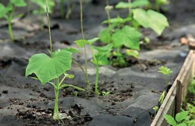 Органики переходят на выращивание овощей на гряде под пленкой