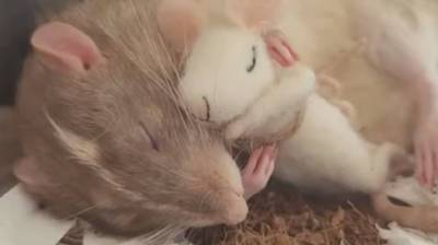 Крыска спит в обнимку со своей плюшевой копией - какая милота! (Видео)