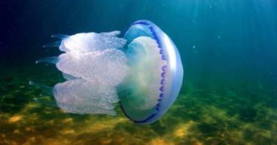 В Киеве в Днепре заметили медуз эколог говорит — это плохой симптом