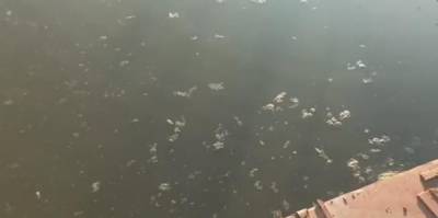 Опубликовано видео фекального пятна на Борковском затоне Рязани