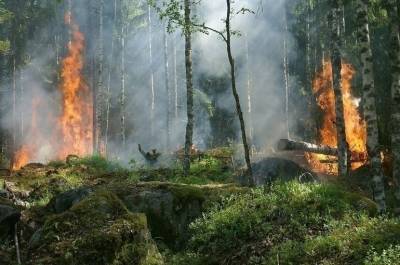 Режим ЧС в связи с лесными пожарами введен в 8 регионах