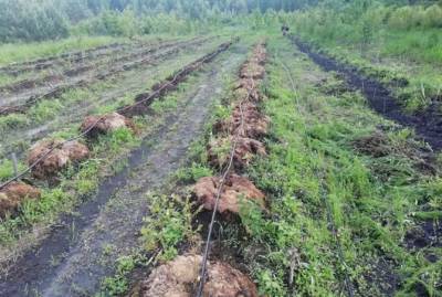 Климатический эксперимент: на севере Украины ученые посадили хурму и фундук