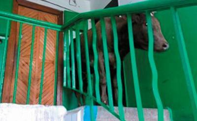 В соцсетях появились фото, как в одной из квартир в Ташкенте якобы содержат несколько коров. Хокимият заявил, что это фейк