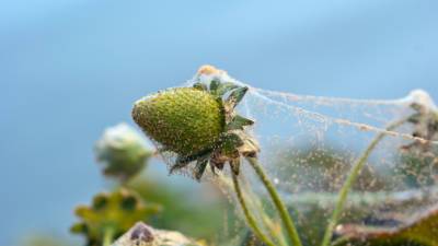 Боремся с луковой мухой и земляничным клещом: секреты опытных садоводов