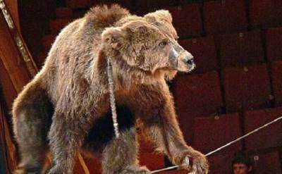 В России медведь трижды напал на дрессировщиков в цирке, но они продолжили выступление
