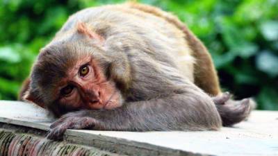 В Китае впервые умер человек, заразившийся вирусом обезьяны B