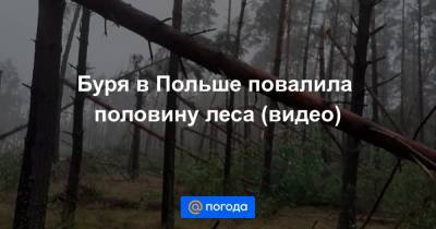 Буря в Польше повалила половину леса (видео)