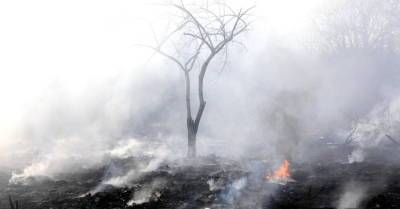 Тушение пожара под Сигулдой может затянуться еще на пять дней