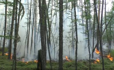 Десятки населенных пунктов Якутии заволокло дымом из-за лесных пожаров