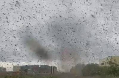 Смерчи из миллионов комаров пронеслись городом: кадры зловещей аномалии в России