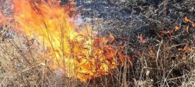В России дачникам могут разрешить сжигать сухую траву на своих участках