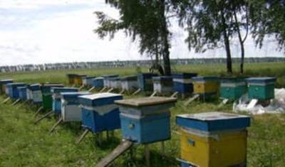 Стали известны предварительные итоги расследования массовой гибели пчёл в Башкирии