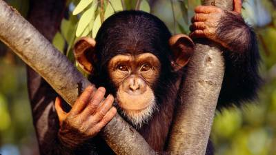 В Китае впервые в мире человек скончался от вируса обезьяны В